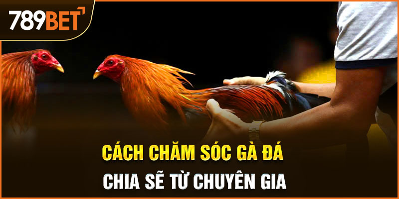 cách chăm sóc gà đá