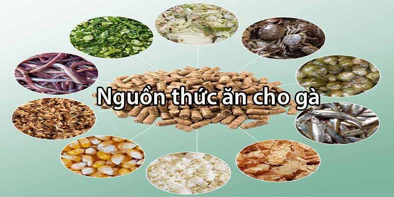 Cách chăm gà đá khi trường thành đúng chuẩn khoa học